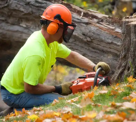 tree services South Amboy